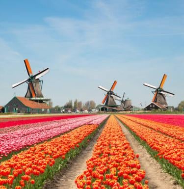 Netherland landscape