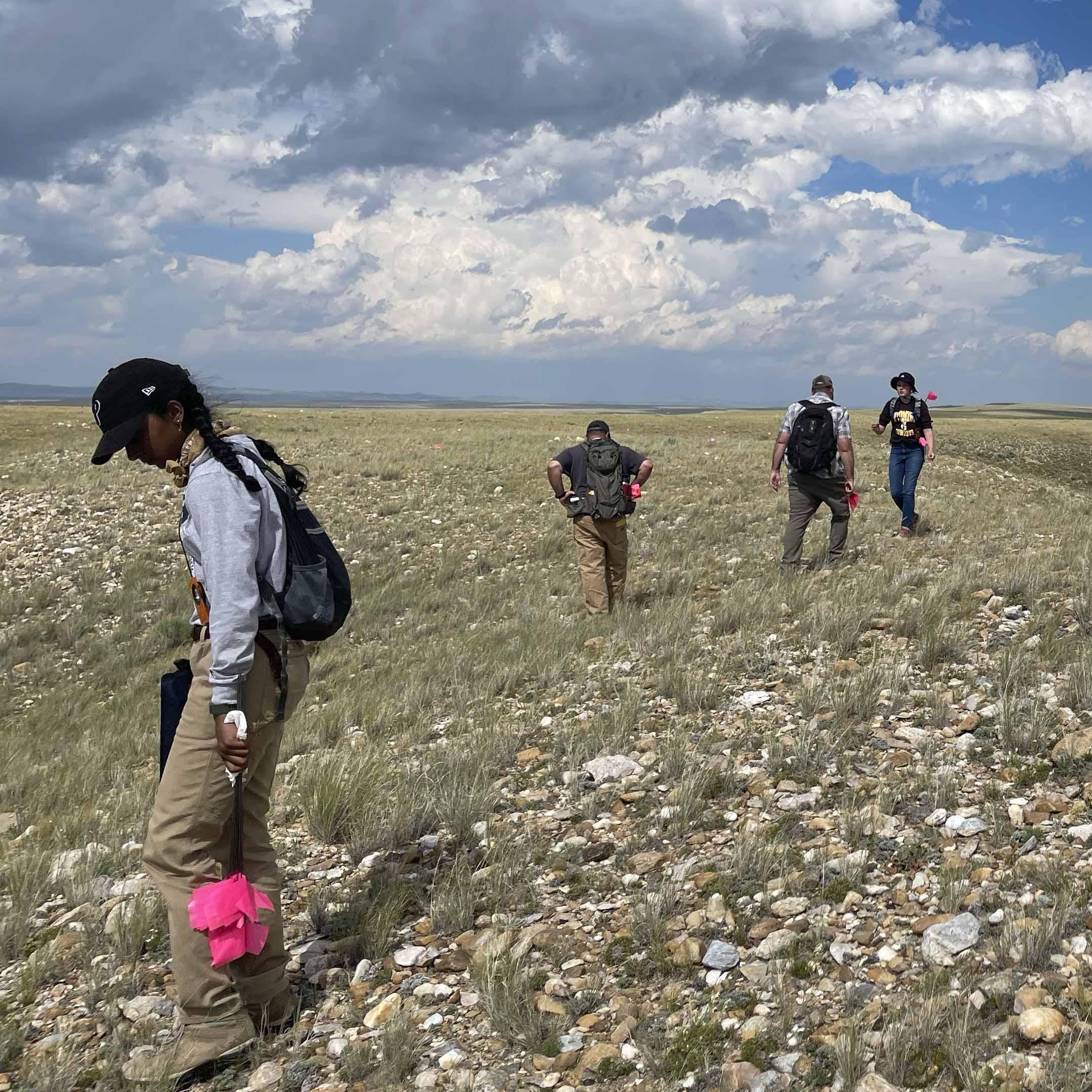 Frederick Honors College students carried pink flags to mark where artifacts are found on the surface at the Alan L. Cook Spring Creek Preserve site in southeastern Wyoming in the summer of 2023. Pictured, from left, are Pitt students Maya Muttathil, Dan Garner, Jim Johnson, and Sophia Freemyer.